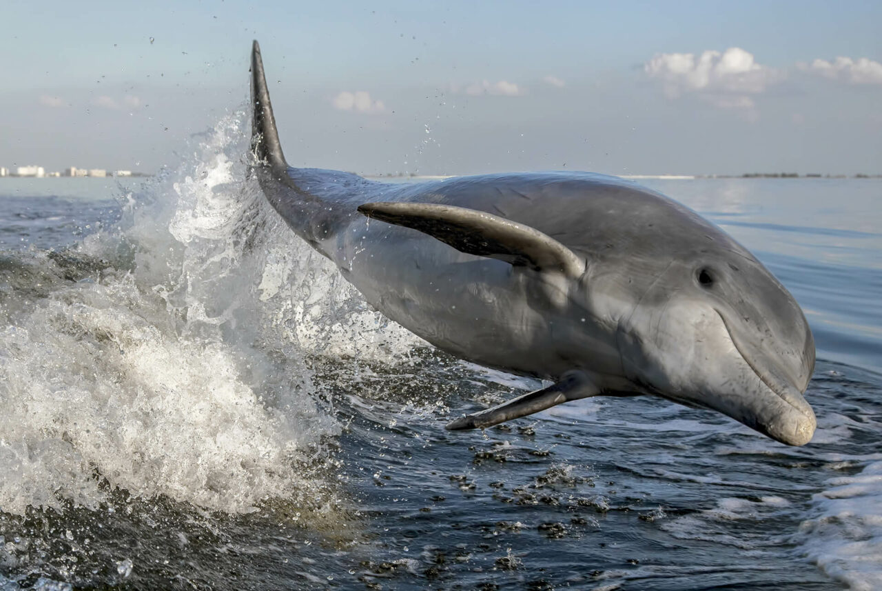 White Pearl Fishing Charters | St. Pete Beach Fishing Charters