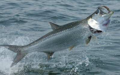 Tarpon fishing charters near St. Pete Beach